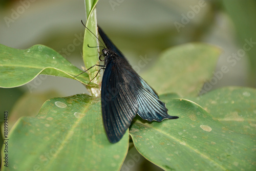 Large Mormon butterfly Papilio memnon with closed wings perched on a green leaf in Tenerife