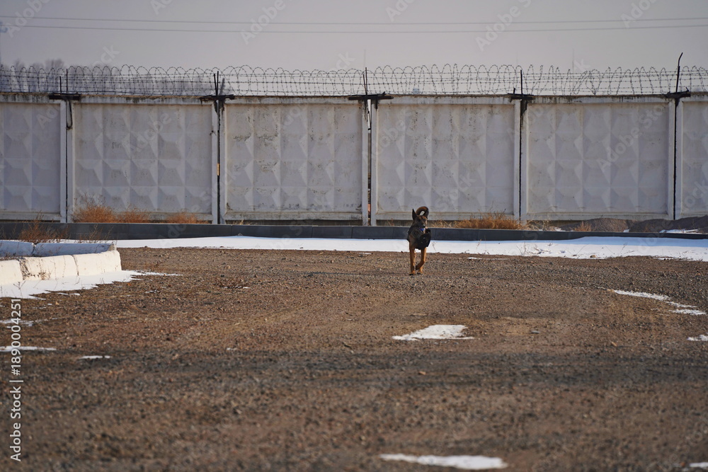 Naklejka premium A service dog of the armed forces plays with a ball.