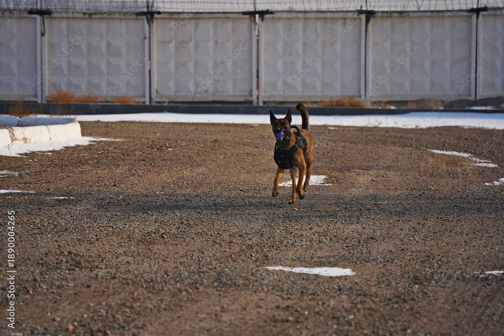 Fototapeta premium A service dog of the armed forces plays with a ball.