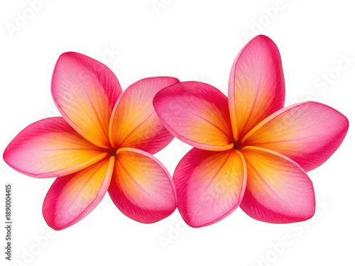 Beautiful pink frangipani flowers isolated on transparent background