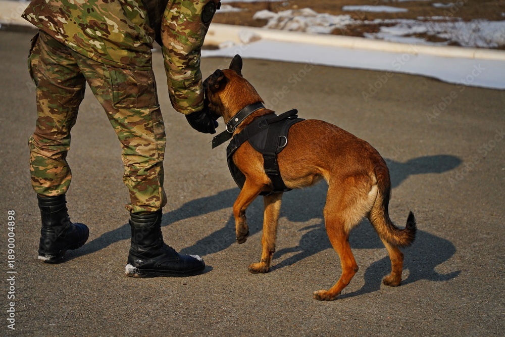 Fototapeta premium Almaty, Kazakhstan - 01.20.2026 : A soldier trains a service dog in commands.
