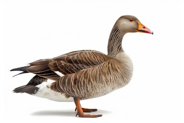 A graceful goose stands proud on a white background. This image captures the beauty and details of nature. A perfect representation of wildlife for nature enthusiasts. AI