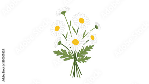 Delicate bouquet of white daisies with yellow centers and green leaves tied together in a bunch shown against a plain white background.