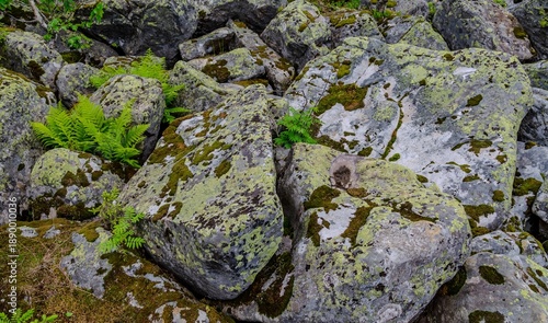 a background of large granite stones covered with moss