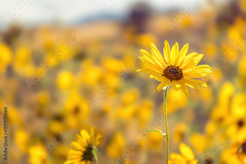 Single sunflower in a sunflower field, selective focus