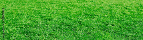 Wallpaper Mural vibrant green grass in a sunny park without trees in the background Landscape of grass field and green environment public park use as natural background backdrop Torontodigital.ca