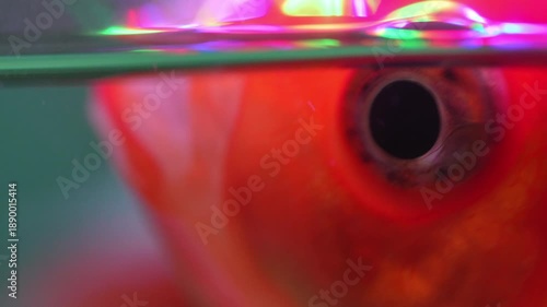 Wallpaper Mural 4K close-up red-capped oranda goldfish swimming gracefully in freshwater aquarium vibrant colors and delicate fins, beauty and elegance of ornamental fish in calm aquatic. Torontodigital.ca