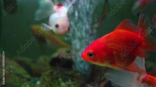 Wallpaper Mural 4K close-up red-capped oranda goldfish swimming gracefully in freshwater aquarium vibrant colors and delicate fins, beauty and elegance of ornamental fish in calm aquatic. Torontodigital.ca