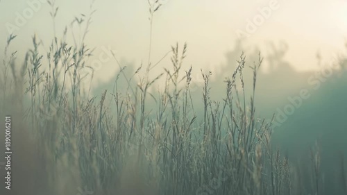 Wild dry grass plants are standing tall in the foreground, with a soft, natural fog blurring the background into a tranquil, ethereal landscape evoking feelings of peace and serenity
