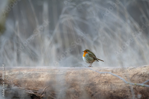 Fluffed-up European Robin (Erithacus rubecula) perched on a tree trunk – winter songbird portrait