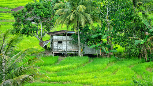 Fotografie A Malaysian village in a valley among tropical forests, rural community, old rur