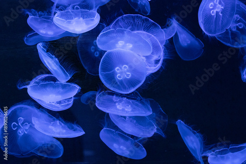 Moon Jellyfish (Aurelia aurita) Drifting in Clear Ocean Water