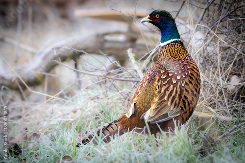 Common Pheasant (Phasianus colchicus) in bushes – colorful game bird in natural cover
