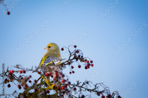 European Greenfinch (Chloris chloris) among branches – native songbird in natural setting
