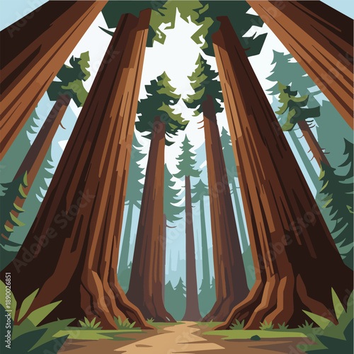 Vector Illustration of Giant Forest Sequoias Looking Up