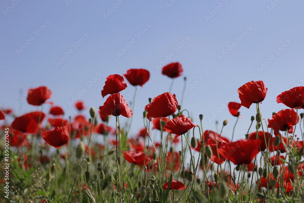 Obraz premium Beautiful red poppy flowers blooming in green meadow on sunny day. Summer wildflower field full of vibrant red, white, and purple blossoms — symbol of peace and remembrance.