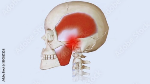 Teeth Grinding and Biting Jaw Movement Skeletal Animation