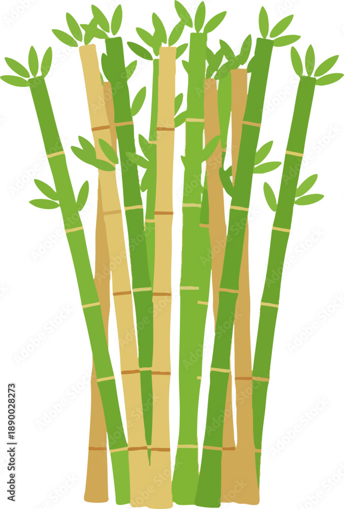 Obraz premium Green and Yellow Bamboo Stalks Clump Illustration Isolated