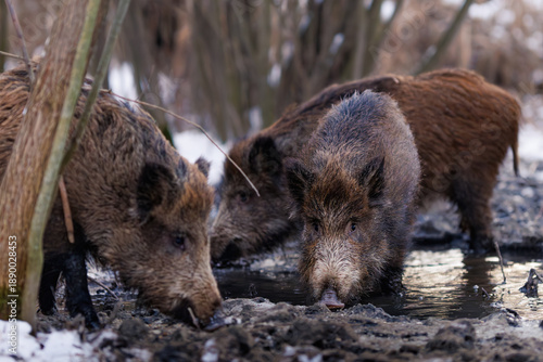 Group of wild boars (Sus scrofa) foraging in snowy wetland forest during winter season, searching for food in muddy terrain among trees and dry reeds