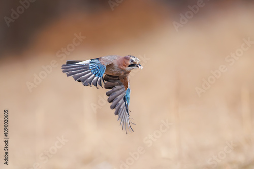 Eurasian jay (Garrulus glandarius) in mid-flight with wings spread wide, carrying food in beak, isolated against soft natural background in warm earthy tones