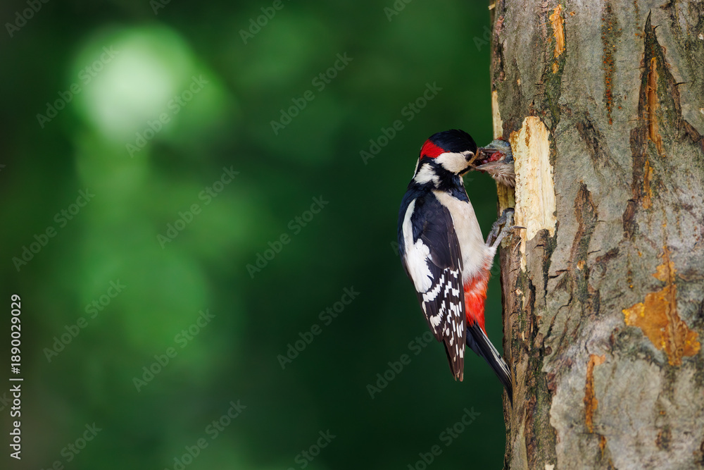 Naklejka premium Great spotted woodpecker (Dendrocopos major) feeding chick at nest hole in tree trunk, forest habitat, close-up view in spring or summer season