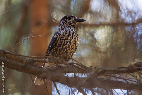 Spotted nutcracker (Nucifraga caryocatactes) perched on conifer branch in dense forest, displaying characteristic speckled plumage and strong beak in natural woodland habitat