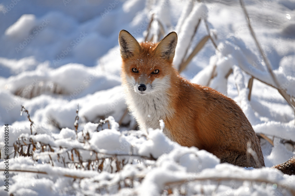 Obraz premium Vulpes, Red Fox in the Snow. animal in winter, in its natural habitat. fox hunting in winter season. Predator in nature. Red fur. a cunning, dangerous and beautiful animal close-up