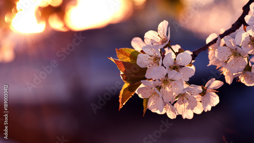 white flowers in the rays of the setting sun, evening time. cherry blossom tree in garden spring. lush flowering, on a branch. flowering season. fruit tree, gardening. close-up, macro photo