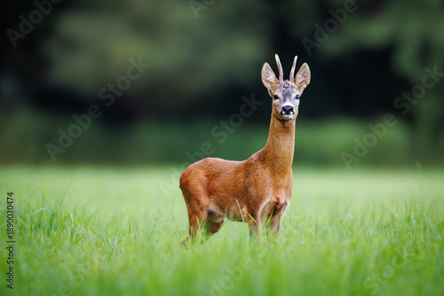 Roe deer (Capreolus capreolus) standing alert in green meadow at forest edge during summer, young buck with velvet antlers looking directly at camera in natural habitat