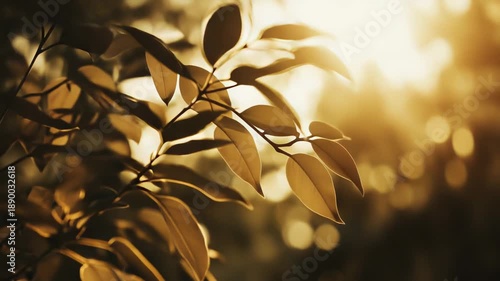 Wallpaper Mural Green tree leaves on a sunlit branch glowing in warm golden hour light, soft bokeh background creating a tranquil, peaceful outdoor scene and vibrant summer ambiance Torontodigital.ca