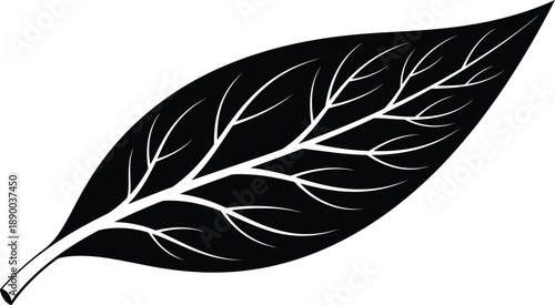 A detailed black leaf with white veins viewed from above in a simple environment