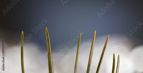 Close-up Photograph Of Plant In Out-of-focus Background.