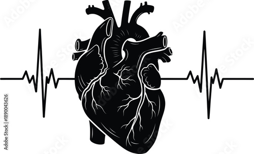 a detailed illustration depicts a human heart combined with an electrocardiogram waveform representing vital signs and anatomical structure high quality professional