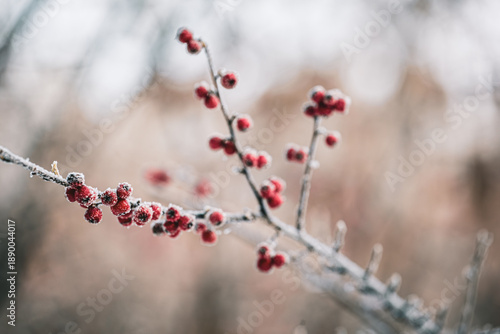 red berries on a branch covered with frost and snow