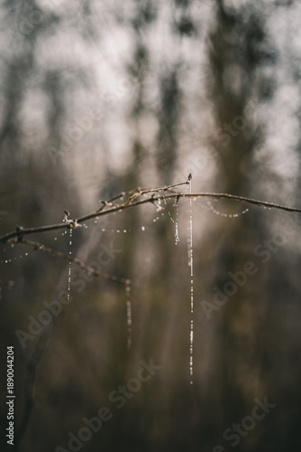 frost covered spider web on a branch