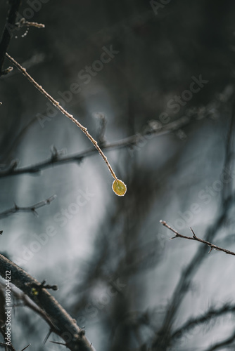 snow covered branches with ice covered leaf on a tree