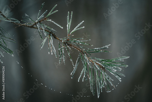 snow covered pine needles