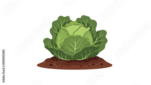 A vibrant green cabbage head growing in rich brown soil, depicted with clear outlines and a clean white background, showcasing a fresh, healthy vegetable ready for har...