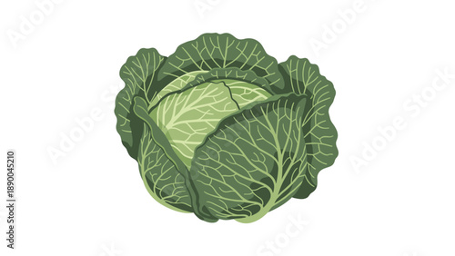 A close-up illustration of a fresh green cabbage head with detailed leaf veins, set against a stark white background, emphasizing its crisp texture and natural beauty.