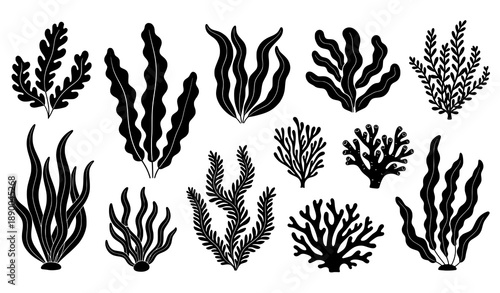 Sea Plants and Seaweed Silhouette Vector Set Isolated on White