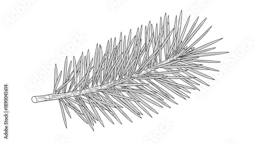 Detailed black and white line art illustration of a single evergreen pine or fir tree branch isolated on white.