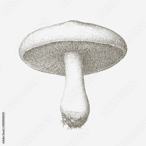Pencil mushroom sketch with soft graphite grit, erased smudges, grainy dust, faint scratches and faded strokes across worn paper surface.