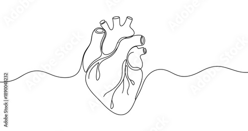 Continuous line drawing of human heart design on white background. No editable stroke