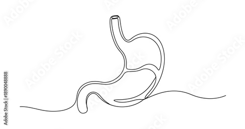 Simple line art of human stomach anatomy on white background. No editable stroke