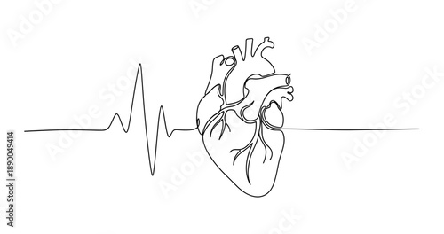 Anatomical heart illustration with ecg line art on white background. No editable stroke