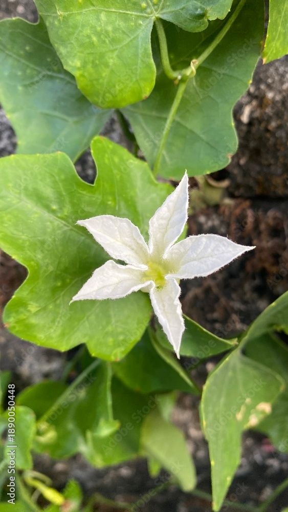 Obraz premium ivy gourd flower