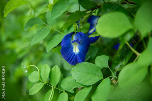 Vibrant blue butterfly pea flower (Clitoria ternatea) blooming among lush green leaves in a tropical garden.