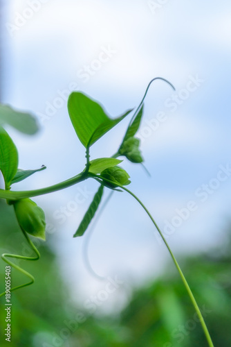 Wallpaper Mural Selective focus of long green grass blades or leaves, creating a fresh and natural texture. Torontodigital.ca