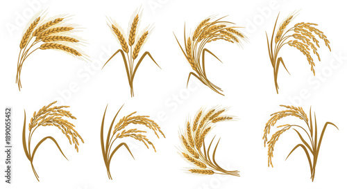 Detailed collection of eight various drawings showing stalks of golden wheat or rice with different arrangements.