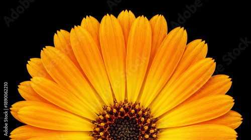 Isolated orange calendula on black background. Springtime